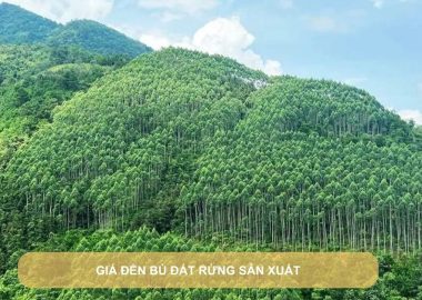 giá đền bù đất rừng sản xuất