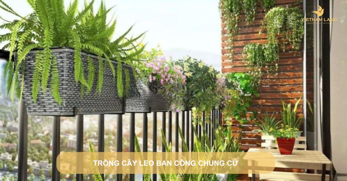 trồng cây leo ban công chung cư