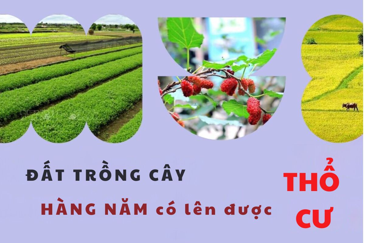 đất trồng cây hằng năm là gì 3